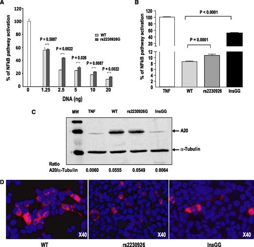 Figure 3. Functional consequences of TNFAIP3 mutations. (A) Dose-dependent inhibitory effect of wild-type (WT) and mutant A20 on TNFα-induced NF-kB activation. Increasing amounts of plasmids encoding either WT or mutant A20 (rs2230926G) were transfected into human embryonic kidney (HEK) 293T cells, together with the NFκB-luciferase reporter and plasmid micro RNA β-galactosidase plasmids. The following day, cells were stimulated for 6 hours with 10 ng/mL TNFα. Luciferase activity was normalized to β-galactosidase activity, and ratios were expressed as percentage of NF-kB activation compared with that of the control without A20 plasmid, which was set at 100%. Results are means ± standard error of the mean of 6 determinations. (B) Inhibitory effect of WT and mutant A20 on TNFα-induced NF-kB activation. Transfection assays were performed as described earlier. Results are means ± standard error of the mean of several independent experiments performed with 6 to 35 determinations: 8 experiments for the WT A20 (n = 103 determinations), 7 experiments for the rs2230926G mutant (n = 101), and 3 experiments for the InsGG mutant (New 3; n = 44). (C) Western blot analysis of A20 protein variants. Total protein extracts were prepared from the same transfected-HEK 293T cells as described earlier, and western blot analysis of A20 protein variants demonstrated that the WT and the rs2230926 variant A20 proteins were expressed at the same level in our transfection assay. Of note, A20 monoclonal antibody, which recognizes an epitope located on exon 7, cannot detect the InsGG A20 protein variant that lacks the site of recognition of the antibody. However, the InsGG protein variant was expressed in transfected cells because it is able to partly inhibit NF-kB activation in response to TNF activation. (D) Immunodetection of A20 proteins in HEK 293T cells: HEK 293T cells were transiently transfected with the expression vector encoding A20 (WT, rs2230926G, or InsGG). Sixteen hours after transfection, cells were stimulated with TNF (10 ng/mL) for 6 hours before fixation. Cells were immunolabeled with anti-FLAG (M2 produced in mouse; Sigma). Nuclei were 4′,6-diamidino-2-phenylindole stained. ×40 magnification.