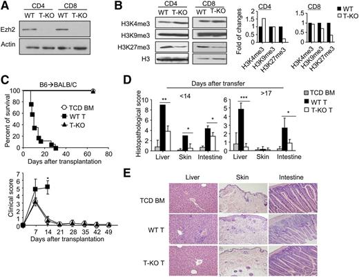 Figure 1. Donor T cells lacking Ezh2 fail to mediate GVHD. (A-B) CD4+ and CD8+ T cells were isolated from the spleens and lymph nodes of WT and T-KO B6 mice, and the cell lysates were prepared for analysis of Ezh2 expression (A) and histone methylation marks (B). Data are representative of 2 independent experiments. (C-D) Lethally irradiated (8 Gy) BALB/C recipients (H2d) were transplanted with B6 (H2b) TCD BM (5 × 106) (○, n = 5) or TCD BM + CD44lo T cells (ie, 1 × 106 CD4+ + 1 × 106 CD8+ T cells) that were derived from WT (▪, n = 14) or T-KO (▲, n = 10) B6 mice. (C) Recipient survival and clinical signs were monitored over time (P < .001, ▪ vs ▲). (D) Histologic GVHD score. Tissues were collected at 14 days and later than 17 days after transplantation. (E). Images were obtained with an Olympus BX41 microscope (10/0.3 NA lens, 200× magnification, digital DP70 camera). *P < .05, **P < .01, ***P < .001. Error bars indicate mean ± SD.