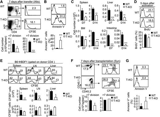 Figure 3. Loss of Ezh2 impairs the survival and expansion of alloantigen-activated T cells during the later stages of GVHD induction. Donor CD44lo T cells derived from B6/SJL WT (H2b) or B6 T-KO (H2b) mice were labeled with CFSE and transplanted with TCD BM into irradiated BALB/C recipients (H2d) (A-C). Seven days later, donor T cells were recovered for analysis. (A) Dot plots show the fraction of donor-derived CD4+ T cells, and histograms show their CFSE dilution. Graphs show the number of donor T cells. (B) Histograms and graphs show Annexin V+ CD4+ T cells. (C) Graphs show the number of donor-derived CD4+ T cells in different organs. (D) CD44lo T cells (CD4+ T cells) derived from WT or T-KO B6 mice were stimulated by BALB/C BM-derived DCs. Five days later, cells were collected for BrdU assay. (E) B6 (H2b) WT or T-KO T cells (CD4+ + CD8+ T cells) were transplanted into nonirradiated BDF1 (H2b/d) mice. Seven days later, cells were recovered for analysis. Histograms and graphs show the CFSE dilution and number of donor T cells. (F-G) A homeostatic proliferation assay was performed by transferring B6/SJL WT T cells (CD45.1) and B6 T-KO T cells (CD45.2) into lethally irradiated syngeneic B6xB6/SJL (CD45.1/CD45.2) recipients. (F) Dot plots show the fraction of donor-derived CD4+ T cells, and histograms show their CFSE dilution. (G) Histograms and graphs show Annexin V+ in donor CD8+ T cells. Data shown are representative of 2 independent experiments, each with 3 to 5 mice per group. *P < .05, **P < .01, ***P < .001. Error bars indicate mean ± SD.