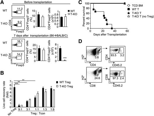 Figure 4. Ezh2 regulates the survival and expansion of alloantigen-activated T cells in a cell-autonomous manner. (A) Donor T cells were isolated from the spleen of WT and T-KO mice (before transplantation) and of allogeneic BMT BALB/C recipients 7 days after transplantation (after transplantation) to measure their expression of Foxp3. (B) CD4+CD25+ Tregs were isolated from WT and T-KO B6 mice and added to the wells of a 96-well plate containing CD25– CD4+ T cells derived from B6/SJL mice (CD45.1) at ratios as indicated. Seventy-two hours later, the recovery rate of proliferating CD45.1+ CD4+ T cells was analyzed. (C) B6 WT T cells, T-KO T cells, or T-KO T cells depleted of CD4+CD25+ Tregs were transplanted together with TCD BM into irradiated BALB/C recipients to induce GVHD. The survival was monitored over time. ○, n = 5; ▪, n = 5; ▲ n = 5; △ n = 10. (D) WT T cells derived from B6/SJL mice (CD45.1+) and T-KO T cells derived from B6 mice (CD45.2+) were mixed at a ratio of 1:1 and transplanted with TCD BM into lethally irradiated BALB/C recipients. Seven days later, cells were recovered for flow cytometry analysis. Dot plots show the fraction of donor WT and T-KO T cells. **P < .01, ***P < .001. Data shown in (A), (B), and (D) are from 3 to 5 mice per group. Data are representative of 2 independent experiments. Error bars indicate mean ± SD.
