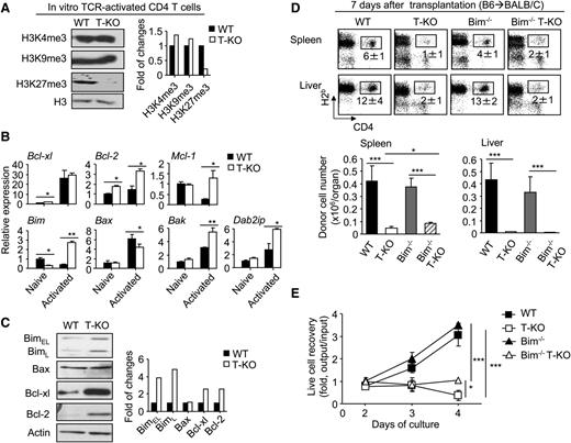 Figure 5. Inactivation of Bim minimally rescues the expansion of alloantigen-activated Ezh2-deficient T cells in vivo. (A-C) Naïve CD4+ T cells from WT or T-KO B6 mice were stimulated with CD3/CD28 Abs. Three days later, total RNA and protein lysates were prepared. Western blot analysis shows the amount of histone methylation marks (A). The graph shows the gene expression analyzed by RT-PCR (B). Western blot analysis shows the protein levels (C). Data are representative of 2 independent experiments. (D) Donor T cells (CD4+ + CD8+ T cells) derived from WT, Ezh2-T-KO, Bim−/−, or Bim−/− EZH2-T-KO mice were transplanted with TCD BM into lethally irradiated BALB/C recipients. Seven days later, cells were recovered from these recipients, counted, and analyzed using flow cytometry. Data are representative of 2 independent experiments, each with 3 to 4 recipients per group. Dot plots show the fraction of donor-derived CD4+ T cells. Graphs show the absolute number of donor CD4+ cells. (E) WT, Ezh2-T-KO, Bim−/−, or Bim−/− Ezh2-T-KO B6 mouse-derived T cells were cultured with BALB/C BM-derived DCs. Graphs show the recovery rate of live cells. *P < .05, **P < .001, ***P < .001. Error bars indicate mean ± SD. Data are representative of 2 independent experiments.