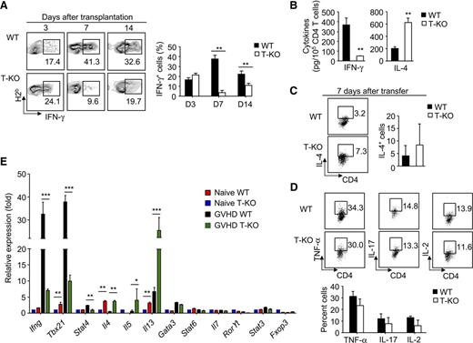 Figure 6. Ezh2-deficient T cells are specifically impaired for their differentiation into effector cells producing IFN-γ Donor T cells (CD4+ + CD8+ T cells) derived from WT or T-KO B6 mice were transplanted with B6 TCD BM into lethally irradiated BALB/C recipients. At indicated time points after transplantation, the cells were collected, counted, and analyzed using flow cytometry. (A) The percentage of donor T cells producing IFN-γ. (B) Graphs show cytokine production assessed by ELISA. (C) The fraction of donor T cells producing IL-4. (D) The percentage of donor T cells producing TNF-α, IL-17, and IL-2. (E) RT-PCR analysis of gene expression in donor CD4+ T cells isolated from the spleens of BMT recipients 7 days after transplantation. **P < .01. Error bars indicate mean ± SD. Data are representative of 2 independent experiments with 3 to 5 mice per group.