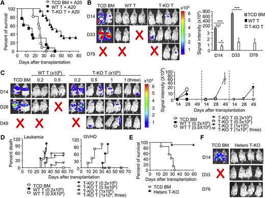 Figure 7. Inhibition of Ezh2 preserves GVL effects. (A-B) Irradiated BALB/C recipients were transplanted with B6 TCD BM, with or without WT or T-KO T cells (1 × 106 CD4+ + 1 × 106 CD8+ T cells), and challenged with A20 cells (1 × 106/mouse). (A) The survival (pooled from at least 3 experiments) was monitored over time. ○, n = 11; ▪, n = 13; ▲, n = 19. P < .001, ○ versus ▲. (B) The graph shows the total body luminescence intensity. (C-D) Irradiated BALB/C recipients were transplanted with donor B6 TCD BM, with or without indicated doses of WT or T-KO T-KO cells and challenged with A20 cells (1 × 106/mouse) at the day of BMT. In one group, the recipient mice received T-KO (1 × 106) at days 0, 5, and 10 after transplantation, respectively. (C) The graph shows the total body luminescence intensity. (D) The survival was monitored. The death of GVHD or GVL was determined by necropsy. ○, n = 5; ▪, n = 5; □, n = 5; ▲, n = 5; △, n = 5; ▼, n = 5; ▽, n = 10. (Leukemia death: P < .05, ○ vs △, and ○ vs ▼; P < .01, ○ vs ▽. GVHD death: P < .001, ▪ vs ▲, ▪ vs △, ▪ vs ▼, ▪ vs ▽). (E-F) Lethally irradiated BALB/C recipients were transplanted with donor B6 TCD BM, with (▲, n = 10) or without (○, n = 7) T cells (0.2 × 106) isolated from hetero T-KO mice, and challenged with A20 cells. (E) The survival was monitored over time. P < .001, ○ vs ▲. (F) In vivo bioluminescence analysis of leukemia growth. Error bars indicate mean ± SD. *P < .05, ***P < .001.