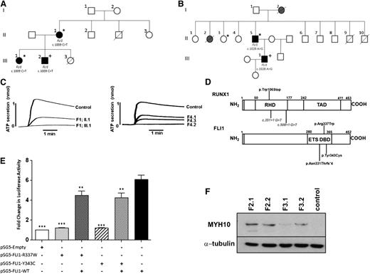 Figure 1. Excessive bleeding and platelet dense granule secretion defects are associated with heterozygous mutations in FLI1 and RUNX1. (A-B) Pedigrees showing inheritance of mild bleeding, alopecia totalis, and other clinical features in families 1 (A) and 2 (B). Individuals heterozygous for the c.1009C>T and c.1028A>G transitions in FLI1 are indicated. Lines through symbols indicate deceased individuals. In panel A, individuals with bleeding symptoms, alopecia, and confirmed platelet dense granule secretion defects are indicated by black filled symbols. An asterisk indicates the presence of eczema and a history of recurrent viral infections. The presence of psoriasis is indicated by a “+” sign. In panel B, individuals with bleeding symptoms and alopecia are indicated by black or gray filled symbols. Black filled symbols indicate individuals with confirmed platelet dense granule secretion defect and mild thrombocytopenia. An asterisk indicates a history of infective endocarditis, and the presence of eczema and colitis is indicated by a “+” sign. (C) ATP secretion in response to 100 μM PAR1 peptide in 2 members of F1 with the c.1009C>T transition in FLI1 and 3 members of F4 with the c.508+1G>T transversion in RUNX1 alongside controls. (D) Schematic diagram of RUNX1 and FLI1 showing the regions of the proteins affected by mutations identified in this study. Intronic mutations, predicted to interfere with splicing of the RUNX1 RNA, are shown in italics. (E) HEK293T cells were cotransfected with wild-type (WT) and variant FLI1 constructs, or combinations thereof, and pGL3.10-GP6-luciferase and pRLnull-Renilla reporters as shown, and firefly and Renilla luciferase expression assessed in cell lysates 48 hours later. Data represent the means (± standard error of the mean) of 3 independent experiments; **P < .01; ***P < .001. (F) MYH10 protein expression in platelets from patients with FLI1 mutations (F2.1 and F2.2 with p.Tyr343Cys FLI1 mutation; F3.1 and F3.2 with p.Asn331Thrfs*4 FLI1 mutation) and a healthy control.