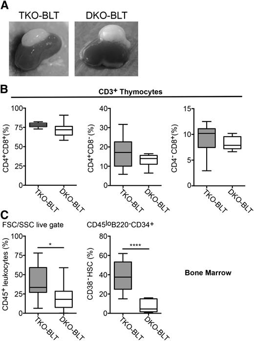 Figure 2. CD47-expressing mice have normal thymic organoid engraftment but reduced pluripotent HSCs/MPPs in bone marrow. (A) Representative implants and (B) flow cytometric analysis of single- and double-positive thymocytes in TKO-BLT and DKO-BLT mice at 20 to 22 weeks posttransplant (wpt). (C) Frequency of human CD45+ cells within the FSC/SSC live gate and CD38− HSCs/MPPs (gated on CD45loB220−CD34+) in bone marrow of 22 wpt DKO-BLT mice compared with TKO-BLT mice at 17 to 25 wpt. Boxes indicate median and interquartile range. Whiskers are minimum and maximum values. Unpaired 2-tailed t tests were performed between groups. ****P < .0001; *P < .05.