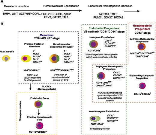 Figure 2. A model of hematopoietic development from hPSCs. (A) The most critical factors involved in specification of hematovascular precursors from PSCs and regulation of blood formation from HE. (B) Stages of hematopoietic development from hPSCs. Mesodermal stage of development is defined as expression of the mesodermal markers, APLNR and KDR.62,77,80 The lack of expression of typical endothelial (CD31, VE-cadherin), endothelial/mesenchymal (CD73, CD105), and hematopoietic (CD43, CD45) markers, ie, EMHlin− phenotype, separates mesoderm from lineage-committed cells.86,90 The most primitive mesodermal precursors with hematopoietic potential arise in coculture with OP9 or an embryoid body system on day 3 of differentiation. These cells have features of a posterior PS, coexpress KDR, APLNR, and PDGFRα and capable of forming BL (hemangioblast) colonies in the presence of FGF2 and VEGF.62,77,80,86 The formation of BL colonies in clonogenic medium proceeds through VE-cadherin+ endothelial intermediates, which generate primitive hematopoietic cells with erythroid, megakaryocytic, and macrophage potentials.77,86 Progressive mesodermal commitment to endothelial and hematopoietic cells is associated with downregulation of PDGFRα71,86 and PS genes, and upregulation of KDR, TAL1, and GATA2 genes associated with angiohematopoietic development leading to formation of EMHlin−KDRbrightAPLNR+PDGFRαlow/− hematovascular mesodermal precursors (HVMPs).86 HVMPs lack BL-CFC potential, but are highly enriched in cells that form hematoendothelial clusters on OP9.86 The endothelial stage of development was defined as expression of the typical endothelial markers VE-cadherin, CD31, and CD34 and the absence of the panhematopoietic marker CD43 (supplemental Table 1; see the Blood Web site).66,86,90,101,102 Within the VE-cadherin+CD43− population, HE cells (ie, cells lacking hematopoietic CFC potential but capable of forming blood cells after culture with stromal cells) were discriminated from non-HE cells based on lack of CD73 expression.86,102 The first hematopoietic progenitors emerging from the VE-cadherin+ population express CD235a, low levels of CD43, and lack CD41a expression. These cells have a unique potential to form hematopoietic colonies in the presence of FGF2 and hematopoietic cytokines, but also retain endothelial potential and therefore were designated as angiogenic hematopoietic progenitors (AHPs).86 Advanced hematopoietic development is associated with upregulation of CD43 expression; segregation of all hematopoietic CFCs to the CD43+ fraction66,100,128; and establishment of distinct subsets of CD43+ hematopoietic cells, including CD41a+CD235a+ erythro-megakaryocytic progenitors100,115,117 and lin−CD34+CD43+CD45+/− multipotent myelolymphoid progenitors.66,100,128 Progressive acquisition of the angiogenic and hematopoietic program by differentiated cells is emphasized by green and red colors, respectively.