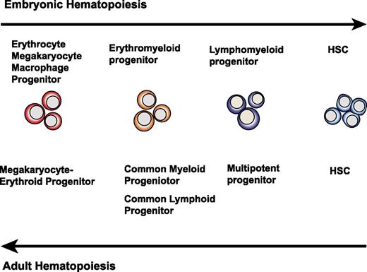 Figure 3. Schematic diagram demonstrating the opposite sequence of blood cell development between embryos and adults. In embryos, cells with restricted hematopoietic potential appear before HSC specification. In adults, hematopoiesis proceeds through gradual maturation of HSCs, leading to formation of progenitors with more restricted potential.