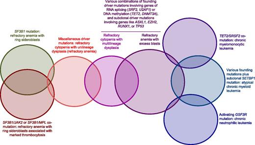 Figure 3. Schematic representation of our current knowledge of genotype/phenotype relationships in MDS, MDS/MPN, and a related MPN like CNL. The SF3B1 mutation is strictly associated with RARS, whereas the combination of the SF3B1 mutation with subclonal driver mutations in JAK2 or MPL is associated with RARS-T. Thus far, no conclusive genotype/phenotype relationship has been defined within refractory cytopenia with unilineage dysplasia. Various combinations of founding and subclonal driver mutations can be found in RCMD and RAEB. CMML has a relatively well-defined molecular basis, involving primarily somatic mutations of TET2 and SRSF2: comutation of these genes is almost invariably associated with CMML, whereas the ASXL1 mutation involves poor outcome. Within MDS/MPN, aCML is characterized by various founding mutations plus a subclonal mutation of SETBP1. Activating mutations of CSF3R are strictly associated with CNL.