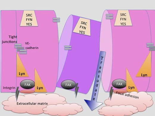 Endothelial cells form a barrier, the integrity of which is mediated by integrins, tight junctions, VE cadherin, FAK, and the Src kinase Lyn. Loss of Lyn affects FAK’s ability to form adhesions and may also contribute to tight junctions. When the integrity of the endothelial barrier is compromised by injury, vascular leakage into the extracellular matrix or surrounding tissues occurs.