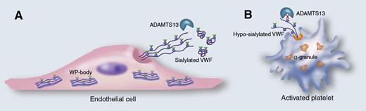Cellular source of VWF determines its susceptibility for ADAMTS13-mediated proteolysis. VWF produced by endothelial cells (A) is stored in the Weibel-Palade (WP) bodies as a glycoprotein containing N-linked glycans (blue dots) that are sialylated (green triangles). Upon stimulated release, VWF assembles into long strings that are susceptible to proteolysis by ADAMTS13. Unexpectedly, McGrath et al have now found that VWF stored in the α-granules of platelets (B) contains much less sialic acids on the N-linked glycans (blue dots). Moreover, this lack of sialic acids converts VWF into a substrate that is less efficiently proteolyzed by ADAMTS13, providing it with a higher hemostatic potential. Professional illustration by Marie Dauenheimer.