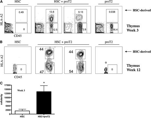 Figure 5. Analysis of early and late engraftment, and differentiation of HSCs and proT2-cells in the thymus of immunodeficient mice. Flow cytometric analysis of CD45 vs HLA-A2 in the thymus at (A) 12 weeks and at (B) 3 weeks, postintrahepatic injection of neonatal NSG mice receiving HSCs, HSCs with proT2-cells, or proT2-cells (n = 5 and n = 12 mice/group, respectively). Human CD45− cells represent cells of host mouse origin. (C) Thymus cellularity in mice receiving HSCs or HSCs with proT2-cells 3 weeks after injection. The results shown are representative of at least 3 independent experiments. Cellularity was calculated based on human CD45+ cells obtained by flow cytometry. *P < .05.