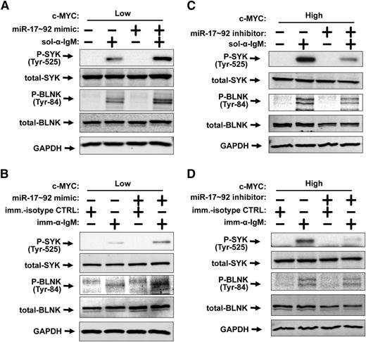 Figure 2. Myc stimulates the BCR response in a miR-17∼92–dependent manner. (A-D) Western blotting was performed for P-SYK, total-SYK, P-BLNK, total-BLNK, and GAPDH. (A) P493-6 cells were grown in the presence (MYCLOW) of 1μM doxycycline and treated with control mimic or miR-17∼92 mimic mix for 48 hours prior to addition of 10 μg/mL soluble anti-IgM for 15 minutes. (B) P493-6 cells were grown in the presence (MYCLOW) of 1μM doxycycline and treated with control mimic or miR-17∼92 mimic mix for 48 hours prior to treatment with immobilized anti-IgM (imm-α-IgM) or immobilized isotype control (imm-isotype-CTRL) for 6 hours. (C) P493-6 cells were grown in the absence (MYCHIGH) of 1μM doxycycline and treated with control short-hairpin inhibitor or miR-17∼92 short-hairpin inhibitor mix for 48 hours prior to addition of 10 μg/mL soluble anti-IgM for 15 minutes. (D) P493-6 cells were grown in the absence (MYCHIGH) of 1μM doxycycline and treated with control short-hairpin inhibitor or miR-17∼92 short-hairpin inhibitor mix for 48 hours prior to treatment with immobilized anti-IgM (imm-α-IgM) or immobilized isotype control (imm-isotype-CTRL) for 6 hours.