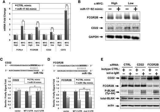 Figure 3. miR-17∼92 directly targets the ITIM-containing CD22 and FCGR2B to stimulate the BCR response. (A) P493-6 cells grown in the absence (MYCHIGH) or presence (MYCLOW) of 1μM doxycycline were treated with control mimic or miR-17∼92 mimic mix for 48 hours. RNA was isolated and qPCR was performed to quantitate changes in the FCRL4, FCGR2B, CD22, and CD72 mRNAs. GAPDH was used as an endogenous control and values are relative to MYC high/CTRL mimic. The average of 4 repetitions is reported. Error bars represent the SD. *P < .05 and **P < .01 by Student t test. (B) Changes in FCGR2B and CD22 protein levels were examined by western blotting on cells from Figure 4A. GAPDH was used as a loading control. (C-D) Dual luciferase assays performed in HCT-116 Dicer hypomorph cells cotransfected with CD22 3′UTR or FCGR2B 3′UTR luciferase sensors (panels C and D, respectively) and either control or miRNA mimics. Schematic of predicted 3′UTR-miRNA interactions are depicted (top panel). Shaded nucleotides indicate regions mutated to disrupt the mRNA-miRNA interaction in the mut 3′UTR constructs. Changes in luciferase activity upon treatment with miRNA mimics are plotted (bottom panel). Values were normalized to luciferase activity from control mimic-transfected cells. Error bars represent SD of 3 independent experiments. *P < .05 and **P < .01 by Student t test. (E) P493-6 cells grown in the presence (MYCLOW) of 1μM doxycycline and treated with control, anti-CD22, or anti-FCGR2B small interfering RNA (siRNA) for 48 hours prior to addition of 10 μg/mL soluble anti-IgM for 15 minutes to ligate the BCR. Western blotting was performed for CD22, FCGR2B, P-BLNK, total-BLNK, and actin.