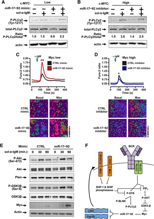 Figure 4. miR-17∼92 stimulates Myc stabilization and Ca2+ flux upon ligation of the BCR. (A-B) Western blotting was performed for P-PLCγ2, total-PLCγ2, and actin. Bands were quantified and the ratio of P-PLCγ2 /total-PLCγ2 is shown. (A) P493-6 cells were grown in the presence (MYCLOW) of 1μM doxycycline and treated with control mimic or miR-17∼92 mimic mix for 48 hours prior to addition of 10 μg/mL soluble anti-IgM for 2 minutes. (B) P493-6 cells were grown in the absence (MYCHIGH) of 1μM doxycycline and treated with control short-hairpin inhibitor or miR-17∼92 short-hairpin inhibitor mix for 48 hours prior to addition of 10 μg/mL soluble anti-IgM for 2 minutes. (C-D) Following BCR crosslinking by anti-IgM, cytosolic Ca2+ levels in P493-6 cells were monitored by fluorescence microscopy using the ratiometric Ca2+ indicator dye Fura-2. Mean traces of 3 independent experiments are plotted (top); *P < .05, **P < .01. Independent experiments are plotted in supplemental Figure 2A-B. Representative images at basal cytosolic Ca2+ and maximum amplitude are displayed (bottom). (C) P493-6 cells were grown in the presence (MYCLOW) of 1μM doxycycline and treated with control mimic or miR-17∼92 mimic mix for 48 hours prior to addition of anti-IgM. (D) P493-6 cells (MYCHIGH) were treated with control short-hairpin inhibitor or miR-17∼92 short-hairpin inhibitor mix for 48 hours prior to addition of anti-IgM. (E) P493-6 cells grown in the presence (MYCLOW) of 1μM doxycycline and treated with control mimic or miR-17∼92 mimic mix for 48 hours prior to addition of 10 μg/mL soluble anti-IgM to ligate the BCR. Samples were harvested at times indicated. Western blotting was performed for P-Akt, pan-Akt, Pten, P-GSK-3β, total-GSK-3β, myc, and actin. (F) Model of Myc-miR-17∼92-BCR signaling feed-forward loop. Ligation of the BCR leads to phosphorylation of SYK and PI3K. ITIMs in CD22 and FCGR2B recruit the Src homology region 2 domain containing phosphatase (SHP)-1 and SHIP phosphatases, which target SYK and PI3K to dampen BCR signaling. miR-17∼92 represses cd22 and fcgr2b either directly and amplifies BCR signaling. This results in increased phospho-AKT, phospho-GSK-3β, Myc, and therefore, miR-17∼92.