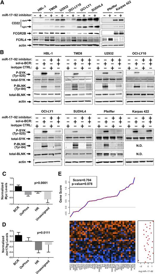 Figure 5. Inhibition of miR-17∼92 blunts the BCR response in DLBCL cell lines. (A-C) The DLBCL cell lines HBL-1, TMD8, U2932, OCI-LY10, OCI-LY1, SUDHL4, Pfeiffer, and Karpas 422 were treated with either control short-hairpin inhibitor or miR-17∼92 short-hairpin inhibitor mix for 48 hours. (A) The DLBCL cell lines were harvested and western blotting was performed for CD22 (two exposures shown), FCGR2B, FCRL4, and actin. (B) The DLBCL cell lines were treated with treated with 5 μg/mL soluble anti-IgM and anti-IgG or 10 μg/mL soluble isotype control for 15 minutes. Western blotting was performed for P-SYK, total-SYK, P-BLNK, total-BLNK, and actin. (C-D) The average (mean) normalized Myc (C) and mir17hg (D) expression in the various DLBCL subtypes classified by the consensus signature. Error bars represent the SEM. One-way analysis of variance P values are denoted. (E) GSA demonstrating a positive correlation between Shipp BCR signature genes and averaged mature miR-17∼92 expression. The heatmap shows the expression of the 41 genes in columns with each tumor sample in rows. Orange indicates high expression; blue indicates low expression. For each gene, the gene score from the GSA is indicated in the plot above the heatmap, with positive scores indicating positive association with miR-17∼92 expression. The averaged mature miR-17∼92 expression for each sample is shown in the graph to the right of the heatmap.