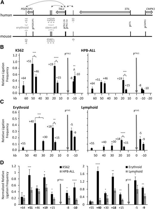 Figure 1. Looping interactions involving TAL1 promoters and enhancers in erythroid and lymphoid cells. (A) Schematic organization of the human and murine TAL1 loci. Locations and directions of transcription of TAL1 and its flanking genes PDZK1IP1, STIL, and CMPK1 are shown (horizontal gray arrows). Locations of promoters (vertical black arrows) and enhancers of the TAL1 gene studied here (vertical gray arrows) are shown. The erythroid and the stem cell enhancers are highlighted. Elements are named according to their distance (in kb) from TAL1 promoter 1a. Looping interactions tested in this study are denoted by dotted gray lines with arrowheads. (B) Bar diagram of interaction patterns across the human TAL1 locus in erythroid (K562) and lymphoid (HPB-ALL) cell lines determined by 3C. (C) Bar diagrams of interaction patterns across the murine Tal1 locus in primary erythroblasts (Erythroid) and lymphocytes (Lymphoid) determined by 3C. Interactions, measured as relative ligation frequencies (black bars) at various locations across the locus, are shown with standard errors (SEs). Location of 3C “bait” region (TAL1 promoter 1b = PTAL1; PTal1 in mouse) is shown (vertical gray arrows). P values are indicated for relative ligation frequencies which are significantly higher for test regions when compared with those of control regions (controls defined as regions located between the “bait” and test regions). Scales (in kb) are shown at the bottom of panels B-C. (D) Comparison of interaction patterns at the TAL1 locus in human and murine cell types normalized against ERCC3 ligation frequencies. (Left panel) Human K562 and HPB-ALL cell lines. (Right panel) Primary murine erythroblasts and lymphocytes. P values are indicated for interactions which are significantly higher in the TAL1-expressing cell type. *P < .05; **P < .01; ***P < .001; ****P < .0001.