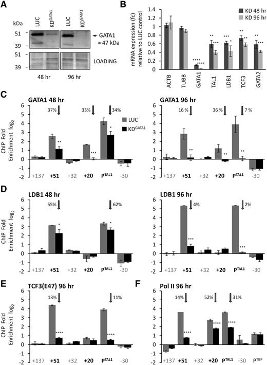 Figure 2. Effect of GATA1 knockdown on gene expression of TAL1 and recruitment of members of the TEC and Pol II. (A) GATA1 protein levels in K562 cells in a representative GATA1 siRNA knockdown (KDGATA1) and luciferase siRNA control (LUC) at 48 and 96 hours after transfection. The immunoblot was stained in Bradford reagent (Bio-Rad) and imaged to use as a loading control (also shown). GATA1 protein is ∼47 kDa (black arrow). (B) TAL1 transcript levels (with SEs) in GATA1 knockdown samples at 48 and 96 hours after transfection are shown relative to levels in luciferase control samples. mRNA levels for controls (ACTB and TUBB), GATA1, LDB1, TCF3, and GATA2 levels are also shown. Occupancies of GATA1 (C) or LDB1 (D) at the TAL1 erythroid enhancer (+51), the TAL1 stem cell enhancer (+20), and TAL1 promoter 1a (PTAL1) 48 or 96 hours after transfection with siRNA for GATA1 or luciferase. Occupancies of TCF3 (E47 isoform) (E) or Pol II (F) at the TAL1 erythroid enhancer (+51), the TAL1 stem cell enhancer (+20), and TAL1 promoter 1a (PTAL1) 96 hours after transfection with siRNA for GATA1 or luciferase. Positive control for Pol II occupancy was the promoter of TBP (PTBP). For the bar diagrams in panels C-F, ChIP enrichments (log2) are shown with SEs. Annotation of test and negative control regions is denoted in black and gray text, respectively. Luciferase (LUC) and GATA1 knockdown treated samples (KDGATA1) are shown as gray and black bars, respectively, as per the key in panel C. Vertical gray arrows highlight the occupancy data for the +51 enhancer, the +20 stem cell enhancer, and the TAL1 promoter 1a (PTAL1). The percentage (%) occupancies of each protein in the GATA1 knockdown relative to the levels found in the luciferase control are also shown. *P < .05; **P < .01; ***P < .001; ****P < .0001.