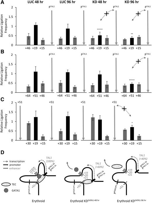 Figure 3. Loss of GATA1 results in the loss of looping interactions within the TAL1 active hub. Bar diagrams of interaction patterns across the human TAL1 locus after siRNA transfection (48 hours and 96 hours) with GATA1 (KD) or with luciferase (LUC) as determined by 3C. (A) Interaction between TAL1 promoter 1b (PTAL) and the stem cell enhancer (+19). (B) Interaction between TAL1 promoter 1b (PTAL) and the erythroid enhancer (+51). (C) Interaction between the TAL1 erythroid enhancer (+51) and the stem cell enhancer (+19). Interactions, measured as relative ligation frequencies, are shown with SEs. The +19 and +51 enhancers are highlighted as black bars in the histograms. Locations of 3C “bait” regions are denoted by vertical gray arrows. P values are indicated for relative ligation frequencies which are significantly reduced between the bait and enhancers in KD conditions when compared with the corresponding LUC controls. Significant loss of interactions due to GATA1 knockdown are shown by the dotted gray lines with arrowheads (and marked with an “X”). Control regions are as in Figure 1. (D) Schematic model of looping interactions at the TAL1 locus, and during GATA1 siRNA knockdown, in K562 cells. Loss of GATA1 and the TEC from TAL1 cis-regulatory elements (Figure 2) is accompanied by loss of TAL1 transcription (percentage of mRNA remaining relative to control shown in brackets) and loss of looping interactions, initially most evident between +19 and the TAL1 promoters (48 hours GATA1 knockdown), and then between +19, +51 and the TAL1 promoters (96 hours GATA1 knockdown). *P < .05; **P < .01; *****P < .00001.