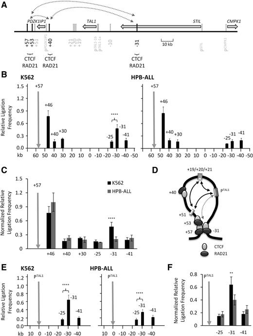 Figure 4. Compartmentalization of the TAL1 regulon via looping interactions between CTCF/RAD21-bound elements. (A) Schematic organization of CTCF elements at the human TAL1 locus. Locations and directions of transcription of TAL1 and its flanking genes PDZK1IP1, STIL, and CMPK1 are shown by the horizontal gray arrows. Locations of promoters and enhancers are shown with vertical gray arrows. CTCF/RAD21-occupied elements studied here (+57, +53, +40, and −31) are highlighted (vertical black arrows). Scale (in kb) is shown. Looping interactions tested in this study are denoted by dotted gray lines with arrowheads. (B) Bar diagrams of looping interactions between CTCF/RAD21-bound elements determined by 3C in human erythroid (K562) and lymphoid (HPB-ALL) cell lines. (C) Comparison of interaction patterns between CTCF/RAD21-bound elements at the TAL1 locus in human K562 and HPB-ALL cells normalized against ERCC3 ligation frequencies. (D) Schematic diagram depicted the hypothesized proximity (gray dotted arrowhead) between the TAL1 promoters (PTAL1) and the −31 element based on the data described in the text, shown here, and in Figures 1 and 3. CTCF (light gray sphere) and RAD21 (dark gray sphere) occupancies are depicted. (E) Bar diagram of looping interactions, measured as relative ligation frequencies (black bars), between the −31 element and TAL1 promoter 1b (PTAL1) in K562 and HPB-ALL cell lines. (F) Comparison of interaction patterns between the TAL1 promoters and the −31 insulator element in human K562 and HPB-ALL cells normalized against ERCC3 ligation frequencies. Color coding of the cell lines is the same as in panel C. For the bar diagrams in panels B and E, interactions, measured at relative ligation frequencies (black bars), are shown with SEs. Locations of 3C “bait” regions are denoted by vertical gray arrows. P values are indicated for relative ligation frequencies which are significantly higher for test regions when compared with those of control regions. (B,E) Scales (in kb) are shown at the bottom of panels. (C,F) P values are indicated for interactions which are significantly higher in K562 (TAL1 expressing). **P < .01; ****P < .0001.