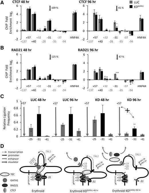 Figure 5. Eviction of CTCF and RAD21 from the −31 element accompanies dissolution of the TAL1 active hub and loss of proximity between the +57 and −31 elements. (A) CTCF occupancy at the +57, +40, and −31 elements 48 and 96 hours after siRNA transfection with GATA1 (KD) or with luciferase (LUC) in K562 cells. (B) RAD21 occupancy at the +57, +40, and −31 elements 48 and 96 hours after siRNA transfection with GATA1 (KD) or with luciferase (LUC) in K562 cells. Gray vertical arrows in panels A and B highlight CTCF and RAD21 occupancy levels at −31. ChIP enrichments (log2) are shown with SEs. Annotation of test and negative control regions is denoted in black and gray text, respectively. Positive control is a CTCF/RAD21-bound element at the HNF4A locus. The percentage (%) occupancies of each protein in the GATA1 knockdown relative to the level found in the luciferase control are also shown. (C) Bar diagrams of looping interactions, measured as relative ligation frequencies (black bars), between the +57 and −31 elements determined by 3C at 48 and 96 hours after siRNA transfection with GATA1 (KD) or with luciferase (LUC) in K562 cells. Locations of 3C “bait” regions are denoted by vertical gray arrows. Loss of interactions due to GATA1 knockdown at 96 hours is shown by the dotted gray lines with arrowheads (and marked with an “X”). P values are indicated for relative ligation frequencies which are significantly reduced between the +57 and −31 elements in KD conditions when compared with the corresponding LUC controls. (D) Schematic model of looping interactions between CTCF/RAD21-bound elements at the TAL1 locus, and during GATA1 siRNA knockdown, in K562 cells. Loss of GATA1 is accompanied by (1) loss of CTCF and RAD21 from the −31 element and (2) loss of looping interactions between +57 and −31 (96 hours GATA1 knockdown) as the TAL1 erythroid hub is disassembled. *P < .05; **P < .01; ***P < .001.