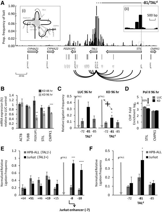 Figure 6. Looping of genes flanking TAL1 suggest coregulation with TAL1 expression and involvement in T-ALL. (A) 4C-microarray interaction patterns obtained across the human TAL1 locus in K562 cells using TAL1 promoter 1b as the “bait”. Y-axis is the frequency of interactions expressed as a proportion of the “bait” signal for each microarray tile. Bars on the x-axis show the location of each tile across the TAL1 locus and its flanking genes. Looping interactions between TAL1 promoter 1b and the gene bodies of the TAL1, PDZK1IP1, and STIL are highlighted (black lines). The scale (in kb) is shown at the bottom left. (i) Schematic organization of the TAL1 hub with schematic interactions between the hub core, TAL1, and its flanking genes highlighted by the light gray arrows. (ii) The 4C interaction peak (−81) located in STIL intron 1 at the site of the TALd breakpoints found in patients with T-ALL. The extents of known TALd deletions are also shown by the horizontal gray bar (dotted gray portion represents a region of 8 kb known to contain breakpoints near the 5′ end of TAL1). (B) PDZK1IPI, STIL, and CMPK1 transcript levels (with SEs) in GATA1 knockdown samples 48 and 96 hours after transfection are shown relative to levels in the luciferase control samples. ACTB and TUBB were used as gene expression controls. (C) Bar diagrams of TAL1 promoter/STIL intron 1 (−81/TALd) looping interactions detected by 3C in K562 cells 96 hours after siRNA transfection with either GATA1 (KD) or with luciferase (LUC). P value is indicated for relative ligation frequencies which are significantly reduced between PTAL1 and TALd at 96 hour of GATA1 knockdown when compared with the corresponding LUC control. (D) ChIP-quantitative PCR occupancy for Pol II at the STIL and CMPK1 promoters 96 hours after transfection with GATA1 (black) or luciferase (gray) siRNA. Control was the TBP promoter (Figure 2F). (E-F) Comparison of looping interactions at the TAL1 locus in 2 T-ALL cell lines: HPB-ALL (TAL1 nonexpressing) and Jurkat (TAL1 expressing). Ligation frequencies were normalized against ERCC3 ligation frequencies. The location of the Jurkat −7 enhancer21 ∼500 bp downstream of −8 is shown in panel E. P values are indicated for interactions which are significantly higher in Jurkat cells. (C,E,F) Interaction frequencies are shown with SEs. Location of the 3C “bait” region (TAL1 promoter 1b) is denoted by vertical gray arrows. *P < .05; **P < .01; ***P < .001; ****P < .0001.
