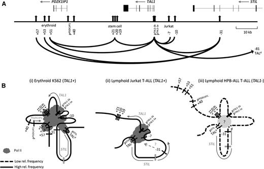 Figure 7. Looping organization of TAL1 regulatory hubs. (A) Schematic organization of the human TAL1 locus and looping interactions between its regulatory elements identified in this study across all cell types. The scale (in kb) is shown to the right. Exon-intron structures (joined-up black bars) of TAL1 and its flanking genes PDZK1IP1, STIL, and CMPK1 and directions of transcription (gray arrows) are shown at the top of the panel. Promoters, enhancers, and CTCF binding sites are the vertical black arrows; the Jurkat −7 enhancer and −81/TALd are also shown. Interactions between TAL1 promoter 1b and its enhancers, between enhancers, and between CTCF/RAD21-bound elements are shown with black loops. (B) Schematic models of looping hubs at the TAL1 locus in 3 different cell types: (i) TAL1-expressing erythroid cells (K562) (assuming the −10 enhancer is also present in the active hub), (ii) TAL1-expressing lymphoid T-ALL cells (Jurkat) (assuming loops detected in this study are occurring in the same nuclei), and (iii) TAL1-nonexpressing lymphoid T-ALL cells (HPB-ALL) (assuming loops detected in this study are occurring in the same nuclei). Locations of promoters, enhancers, and CTCF/RAD21-bound elements are depicted as in the preceding figures. Direction of transcription of relevant genes (gray arrows) and Pol II machinery (dark gray lobules) are also shown and detailed in the key. Unknown factors mediating the interaction of the stem cell enhancer, the TAL1 promoters, and the −31 element in HPB-ALL are represented by the light gray ball. The looping interactions of CTCF/RAD21-bound elements in Jurkat cells were not studied here; thus, the location of the −31 element in the TAL1-expressing hub in Jurkat cells is not known and is denoted by a question mark (?). In all 3 models, contacts between TALd (and PSTIL located ∼1 kb away) and the TAL1 hubs are shown. Note: Interaction frequencies between TAL1 cis-regulatory elements in HPB-ALL were overall at lower levels than in either K562 or Jurkat, as depicted in the models.