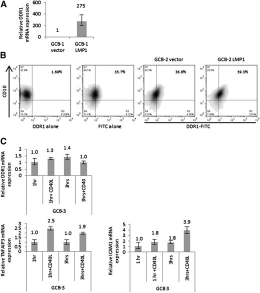 Figure 1. Upregulation of DDR1 following the expression of LMP1 in primary human GC B cells. (A) Q-RT-PCR analysis of DDR1 mRNA levels following the expression of LMP1 in primary human GC B cells compared with cells transfected with an empty vector as a control. LMP1 expression was followed by the robust upregulation of DDR1 mRNA. Shown is 1 of 4 experiments performed in triplicate on different donor GC B cells. Normalized values were expressed relative to empty vector set to a value of 1. (B) FACS analysis of DDR1 expression in GC B cells transfected with LMP1 or an empty vector. Left panels show cells stained with only primary DDR1 antibody or rabbit secondary antibody and used as negative controls. Right panels show staining of cells with both antibodies following transfection with empty vector or LMP1. Cells transfected with empty vector show no change in DDR1 expression compared with cells stained with rabbit secondary antibody alone, indicating that DDR1 is not expressed in empty vector transfected GC B cells. LMP1 expression led to detectable DDR1 protein expression in almost a quarter of GC B cells. (C) DDR1 mRNA expression following the treatment of primary human GC B cells with CD40L (200 ng/mL) for 1 and 3 hours in comparison with unstimulated GC B cells for the same corresponding time points. Treatment with CD40L did not induce the upregulation of DDR1. In contrast, there was a robust increase in the expression of the known CD40 targets TNFAIP3 and ICAM1. Data shown is representative of 3 replicates with normalized values expressed relative to control set to a value of 1.