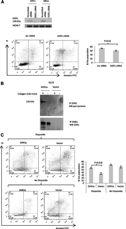 Figure 6. Collagen-induced activation of DDR1 confers resistance to cell death. (A) siRNA-mediated depletion of DDR1 protein shown by immunoblotting (upper panel) increased cell death in collagen-treated L428 Hodgkin lymphoma cells (lower panels). The differences between live populations, defined as Annexin-negative and PI-negative, were significant across 3 experimental replicates (P = .02). (B) Collagen induced the phosphorylation of ectopically expressed DDR1 in DG75 cells. As expected, no phosphorylation of DDR1 was observed following the cultivation of these cells in the absence of collagen. (C) Representative flow cytometry data showed that the addition of collagen to DG75 cells overexpressing DDR1 protected them from etoposide-induced death. The lower panel shows that the differences between live populations, defined as Annexin-negative and PI-negative, were significant across 3 experimental replicates (P = .018).