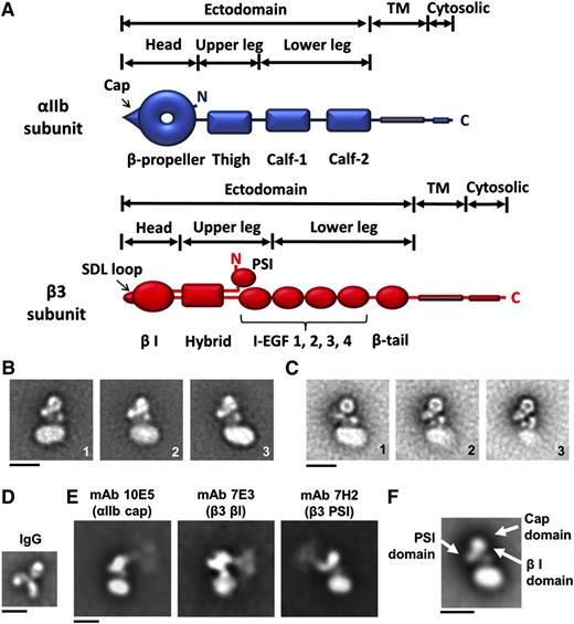 Figure 1. 2D electron microscopic images of αIIbβ3 embedded in a phospholipid bilayer nanodisc. (A) αIIb contains 7 domains and β3 contains 10 domains. The heterodimeric structure is maintained by the association of the αIIb β-propeller domain and the β3 β I domain, both of which contribute to the ligand-binding region, and the association of the αIIb and β3 TM domains. (B) Representative classified averages of αIIbβ3 nanodisc EM images obtained at 120 kV showing different views. (C) The averaged classes of αIIbβ3 nanodisc images at 200 kV. The circular-to-oblong structures between the β-propeller domain and the nanodisc are indicated by black arrows in the first image. (D) A representative class average of mouse mAb 10E5 (IgG). (E) Representative averaged images of the binding of mAb 10E5 (directed at the αIIb cap domain), mAb 7E3 (directed at β3 βI domain), and mAb 7H2 (directed at the β3 PSI domain). (F) The locations of the αIIb cap domain and the β3 PSI and βI domains (white arrows) according to the 3D map in Figure 2A. Note the correspondence between the mAb data and the 3D map data. Scale bars in panels B-F = 10 nm.