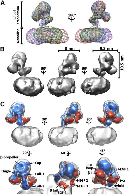 Figure 2. 3D reconstruction of integrin αIIbβ3 in lipid bilayer nanodisc. (A) Superimposition of 5 random conical tilt reconstructions of αIIbβ3 nanodiscs produced by back projection of tilted EM images obtained at 120 kV aligned according to the αIIbβ3 maps. Note the close alignment of the αIIbβ3 maps and the much more variable alignment of the nanodisc maps, indicating that the αIIbβ3 receptors have 1 consistent conformation but occupy different locations within the nanodiscs. (B) Three-dimensional surface views of αIIbβ3 inserted into lipid bilayer nanodiscs, along with the dimensions of the extracellular portions of αIIbβ3. (C) The 20-Å maps of the αIIb (blue) and β3 (red) domains from the crystal structure (3FCS) fitted into the αIIbβ3 nanodisc map by correlation-based docking.