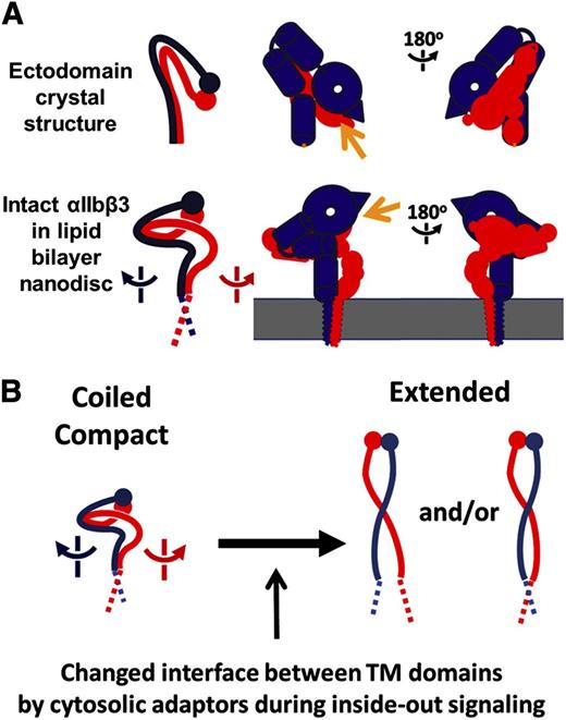 Figure 4. Conformational transition model of αIIbβ3 by the separation of TM domains. (A) To facilitate comparison, simplified figures demonstrating the path of linearly linked extracellular domains in αIIb (blue) and β3 (red) in the crystal structure and in the EM map from this study are displayed as the solid lines (legs) and the closed circles (head domains). Yellow arrows indicate the ligand-binding site. (B) Proposed model of conformational αIIbβ3 transition during inside-out signaling.