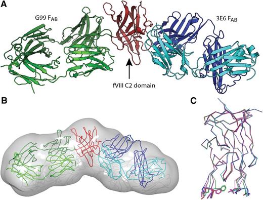 Figure 1. X-ray crystal structure of the FVIII C2 domain/3E6 FAB/G99 FAB ternary complex. (A) Ribbon diagram presentation of the ternary complex determined to 2.47 Å resolution (pdb# 4KI5); red: fVIII C2 domain, blue: 3E6 FAB heavy chain, cyan: 3E6 FAB light chain, dark green: G99 FAB heavy chain, light green: G99 FAB light chain. (B) Rigid body modeling of the ternary crystal structure into the previously calculated SAXS-derived molecular envelope (colors same as in A). (C) Superposition of different x-ray crystal structures of the fVIII C2 domain. Red: ternary complex C2 domain (pdb# 4KI5), blue: pdb# 1D7P, green: pdb# 3HNB, cyan: pdb# 3HNY, magenta: pdb# 3HOB. The side chains of solvent exposed hydrophobic loops are displayed (Met2199, Phe2200, Leu2251, Leu2252).
