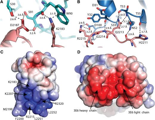 Figure 2. The FVIII C2 domain/3E6 FAB interface. (A) Direct molecular contacts between the 3E6 light chain and C2 domain residues Lys2183/Asp2187; pink: fVIII C2 domain, cyan: 3E6 light chain. (B) Direct molecular contacts between the 3E6 heavy chain and the C2 domain 2211-2215 loop; pink: fVIII C2 domain, blue: 3E6 heavy chain. (C,D) Electrostatic surface potentials for the 3E6 epitope on the fVIII C2 domain (C) and the variable region of the 3E6 FAB (D); blue: positive charge, red: negative charge. The surface potentials were calculated with APBS at surface potential values of ±5 kT/e, and the surfaces were displayed in PyMol.