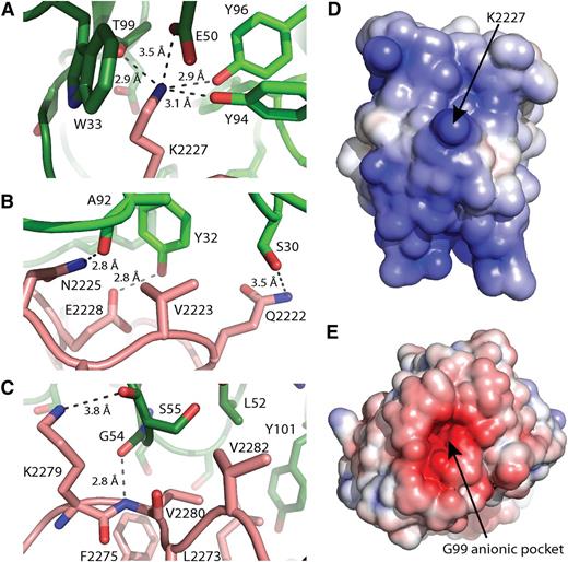 Figure 3. The FVIII C2 domain/G99 FAB interface. (A) Direct molecular contacts between the G99 CDR region and C2 domain residue Lys2227; pink: fVIII C2 domain, dark green: G99 heavy chain, light green: G99 light chain. (B) Direct molecular contacts between the G99 light chain and the C2 domain 2222-2228 loop; pink: fVIII C2 domain, light green: G99 light chain. (C) Direct molecular contacts between the G99 heavy chain and the C2 domain residues 2273-2282; pink: fVIII C2 domain, dark green: G99 heavy chain. (D,E) Electrostatic surface potentials for the G99 epitope on the fVIII C2 domain (D) and the variable region of the G99 FAB (D); blue: positive charge, red: negative charge. The surface potentials were calculated with APBS at surface potential values of ±5 kT/e, and the surfaces were displayed in PyMol.