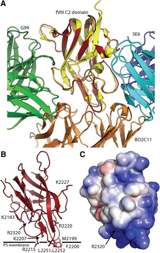 Figure 4. Anti-fVIII C2 domain epitope mapping and modeling of PL membrane binding. (A) Superposition of the C2 domain/3E6/G99 ternary complex with the C2 domain/BO2C11 binary complex; red: ternary complex C2 domain, yellow: BO2C11-bound C2 domain, green: G99 FAB, blue/cyan: 3E6 FAB, orange: BO2C11 FAB. The BO2C11 and 3E6 antibodies inhibit binding of fVIII to PL membranes. (B,C) Model for PL membrane association by the fVIII C2 domain based on epitope mapping; (B) ribbon diagram with basic and surface-exposed hydrophobic residues and proposed PL membrane position highlighted; (C) electrostatic surface potential for the fVIII C2 domain in the same orientation as in B, blue: positive charge, red: negative charge. The surface potentials were calculated and displayed as in Figures 2 and 3.