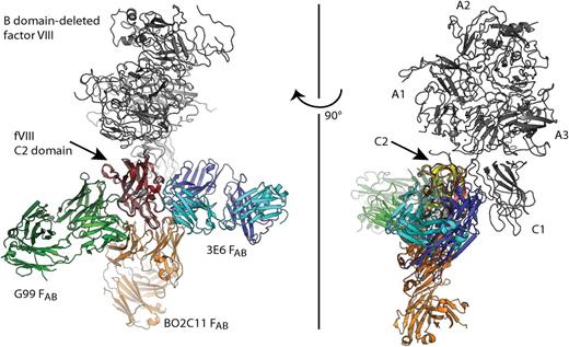 Figure 5. Modeling anti-C2 domain antibodies onto the x-ray crystal structure of full-length FVIII. Superposition of each C2 domain from the C2/3E6/G99 ternary structure, the C2/BO2C11 binary structure, and the full-length B domain-deleted fVIII crystal structure (pdb# 2R7E) indicated no steric overlap between any FAB fragments and the remaining structure of fVIII. Full-length fVIII is shown in gray, red: C2 domain, orange: BO2C11 FAB, green: G99 FAB, blue/cyan: 3E6 FAB.