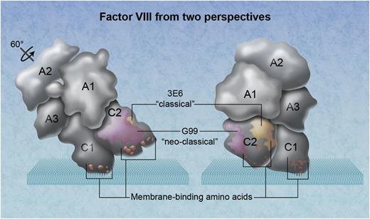 The 3-dimensional arrangement of factor VIII domains in relationship to a phospholipid membrane. The factor VIII molecule on the left has been rotated ∼60° back from its membrane-binding angle. Amino acid clusters that participate in membrane binding, demonstrated by mutagenesis experiments, are orange. The location of the neoclassical antibody G99 is depicted as magenta, identifying a thrombin and factor Xa interactive site. The epitope for the classical inhibitory antibody 3E6 is yellow. Professional illustration by Alice Y. Chen.