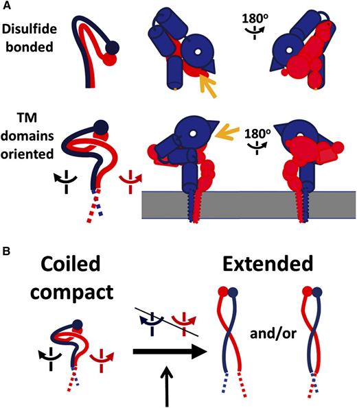 Changed interface between TM domains by cytosolic adaptors during inside-out signaling. The heterodimeric (α/β) integrins belong to a family of 24 members composed of different α/β subunit combinations. Each subunit consists of a large extracellular ligand-binding domain (ectodomain), a single transmembrane domain, and a small cytoplasmic tail of ∼20 to 70 residues. (A) Comparison of 2 different models of inactive integrin. (Top panel) Overall topology of integrin αIIbβ3 ectodomain based on crystallographic information. The ligand-binding head piece points down toward the membrane. αIIb is colored in blue and β3 in red. (Bottom panel) Overall topology of intact integrin αIIbβ3 based on the EM study.1 Yellow arrows indicate the ligand-binding site. (B) A modified switchblade conformational transition model for integrin activation. See Figure 4 in the article by Choi et al that begins on page 4165.