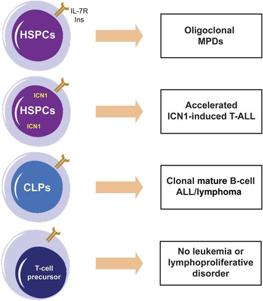 Effects of IL-7Rα gain-of-function mutation (INS) are context dependent. Ectopic expression of mutant IL-7Rα alone in HSPCs originates oligoclonal myeloproliferative diseases (MPDs); when combined with constitutively active ICN1, it accelerates T-ALL; when expressed in CLPs, it drives mature B-cell ALL/lymphoma. Surprisingly, expression of INS in T-cell progenitors did not induce T-cell leukemia or lymphoproliferation.