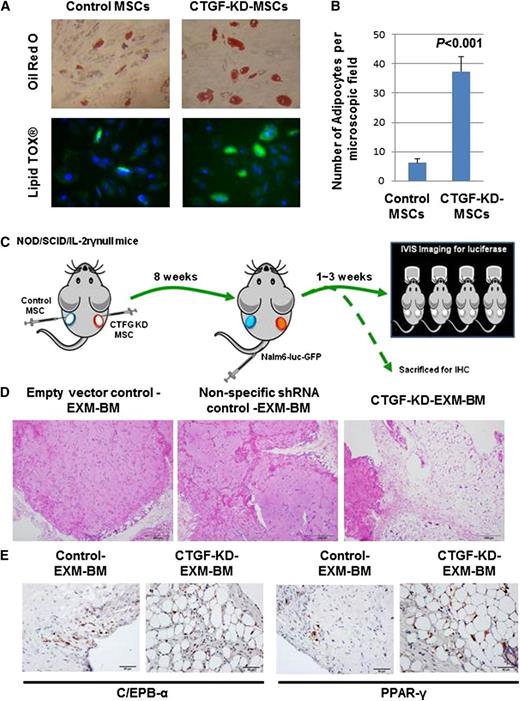 Figure 3. CTGF KD MSCs differentiate into adipocytes in vitro and in vivo. (A) To examine the differentiation potential of control or CTGF KD MSCs, cells (5 × 104) were cultured in adipocyte differentiation medium for 28 days. After incubation, the cells were stained by Oil Red O dye or LipidTox fluorescent dye to observe adipocyte differentiation. (B) Quantitative representation of data showed in supplemental Figure 4. (C) To examine the differentiation potential of CTGF KD MSCs in vivo, a model of EXM-BM was developed by injecting human MSCs (1.5 × 106) mixed with human endothelial progenitor cells (1.5 × 106) in 0.2 mL Matrigel subcutaneously into the flanks of NOD/SCID/IL-2rγnull mice. Control cells (empty vector and nonspecific shRNA controls) were transplanted on the left, and CTGF KD MSCs were transplanted on the right. (D) Eight weeks after transplantation, the bone pellets were dissected and fixed in 4% paraformaldehyde. Tissue sections were then stained with hematoxylin and eosin to observe tissue architecture. Scale bar represents 200 μm. (E) To investigate adipocyte differentiation, immunohistochemical analysis was performed on EXM-BM using a PPARγ or cEBPα antibody.