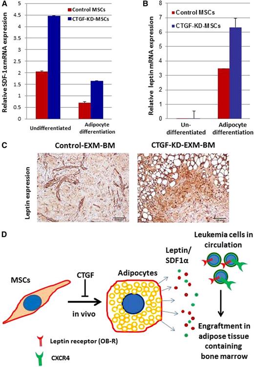Figure 5. Adipocyte growth factor leptin may be involved in leukemia cell engraftment in EXM-BM derived from CTGF KD MSCs. (A-B) mRNA was isolated from control and CTGF KD MSCs before and after differentiation into adipocytes, and expression of (A) SDF1α and (B) leptin was analyzed by quantitative reverse transcriptase-polymerase chain reaction. (C) Immunohistochemical analysis was performed on EXM-BM generated by control or CTGF KD MSCs. The sections were stained with antileptin antibody and later developed with diaminobenzidine. (D) Schematic representation of a possible mechanism behind leukemia engraftment into CTGF KD EXM-BM.