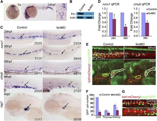 Figure 1. Fev is required for HSC development. (A) Whole-mount in situ hybridization shows expression of fev in lateral plate mesoderm (arrows) at 5-somite stage and in pancreas (red arrow) and blood vessels (black arrow) at 24 hpf. The right panel shows a cross-section of 24 hpf embryo in the trunk region at the location marked by the dotted line, showing fev expression in vessels. (B) Validation of fevMO (3 ng/embryo) by western blot in control and fev morphant embryos at 24 hpf. (C) The runx1 data, expression of runx1 at 24 and 36 hpf in embryos injected with control MO or fevMO (top panels). Arrows mark runx1 expression in HSCs. The cmyb data, expression of cmyb at 36 and 48 hpf in CHT of embryos injected with control MO (middle panels). The rag1 data, expression of rag1 at 4 dpf in thymus of embryos injected with control MO or fevMO (bottom panels). Arrows indicate CHT or thymus. Anterior is to the left and dorsal is up. (D) qPCR analysis of runx1 and cmyb expression in the dissected trunk region of embryos injected with control or fevMO at 24 and 36 hpf (mean ± SD, n = 3,*P < .05). (E) Population of the GFP+ cells (hematopoietic stem/progenitor cells) in the CHT region was reduced in cmyb:GFP/kdrl:mCherry double transgenic embryos injected with fevMO compared with those injected with control MO (top panels). White arrowheads mark HSCs/HSPCs. Population of the GFP+ cells in the pronephros and T cells in the thymus at 4 dpf were much reduced in cmyb:GFP/kdrl:mCherry double transgenic embryos injected with fevMO (bottom panels). The thymus and kidney are circled in yellow and white, respectively. (F) Quantification of GFP+ cells in the CHT, thymus, and kidney between control and fev morphant embryos in E. Note that 5 control embryos and 5 fev morphants were used for counting GFP+ cells in the CHT, thymus, and kidney regions. (G) Hemogenic endothelium analysis in the AGM region using a cmyb:GFP/kdr1:mCherry double transgenic line at 36 hpf. Blue arrow, kdrl+cmyb+ cells (hemogenic ECs); white arrowhead, kdrl−cmyb+ cells (emerging HSCs). CHT, caudal hematopoietic tissue.