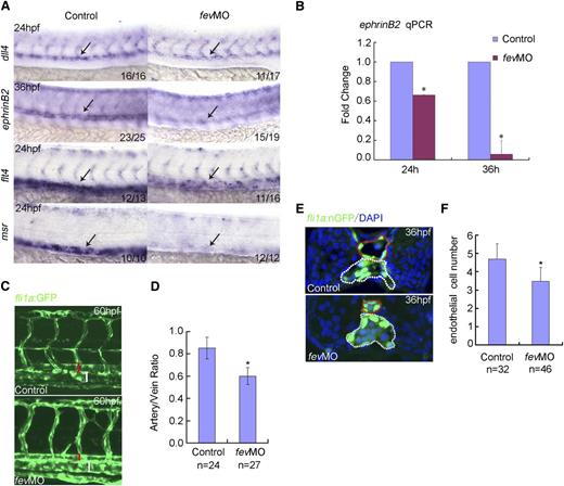 Figure 2. Hemogenic endothelium-based dorsal aorta is affected in fev-deficient embryos. (A) Expression of dll4 or ephrinB2 in the dorsal aorta of embryos injected with control MO or fevMO at 24 and 36 hpf, respectively. Expression of flt4 and msr in the cardinal vein of embryos injected with control MO or fevMO at 24 hpf. Anterior is to the left and dorsal is up. (B) qPCR analysis of ephrinB2 expression at 24 and 36 hpf in the dissected trunk region of embryos injected with control MO or fevMO (mean ± SD, n = 3, *P < .05). (C) Confocal microscopy of fli1a:GFP embryos at 60 hpf injected with control MO or fevMO. Red bracket denotes dorsal aorta, white bracket denotes cardinal vein. (D) Quantification of the artery/vein ratio of the lumen size between controls and fev morphants (mean ± SD, *P < .05). (E) Transverse section of fli1a:nGFP embryos injected with control MO or fevMO at 36 hpf. Dorsal aorta and cardinal vein are denoted by dotted circles in red and white, respectively. Nuclei were shown by 4,6 diamidino-2-phenylindole staining. (F) Statistics of EC numbers of the dorsal aorta wall on transverse sections in controls embryos and fev-morphants (mean ± SD, *P < .05).
