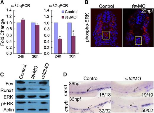Figure 3. Fev acts upstream of ERK signaling to establish the HSC fate. (A) qPCR analysis of erk1 and erk2 expression at 24 and 36 hpf in the dissected trunk region of embryos injected with control MO or fevMO showed that erk2 but not erk1 expression in the trunk region is reduced in fev morphants (mean ± SD, n = 3,*P < .05). (B) Immunofluorescence shows pERK1/2 expression in the dorsal aorta is reduced in fev morphants (n = 5) compared with the controls (n = 5). Note that the somitic expression of pERK1/2 is not affected in fev morphants. Yellow squares indicate the dorsal aorta area. (C) Western blot showing that Runx1 protein is significantly downregulated at 36 hpf in embryos injected with fevMO or erk2MO. In addition, total ERK1/2 and pERK1/2 proteins are strongly down-regulated at 36 hpf in embryos injected with fevMO or erk2MO. Fev is downregulated in fev morphants but not altered in erk2 morphants. (D) runx1 and cmyb expression in the dorsal aorta is reduced at 36 hpf in embryos injected with erk2MO. Anterior to the left, lateral view, arrows mark the AGM region.