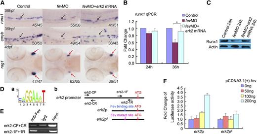 Figure 4. Fev directly regulates ERK signaling. (A) erk2 mRNA can partially rescue the expression of runx1, cmyb, and rag1 in the AGM and thymus of fev morphants. The AGM region and thymus are indicated by arrows in black and red, respectively. Anterior to the left. (B) qPCR analysis of runx1 expression in control embryos, fev morphants, and rescued embryos by overexpression of erk2 mRNA (mean ± SD, n = 3, *P < .05). (C) Western-blot analysis of Runx1 expression in fev morphants and rescued embryos. (D) The Fev core binding motif and the erk2 promoter. a, The conserved core binding site of Fev. b, The schematic structure of the erk2 promoter. CF/CR are control forward and reverse primers, which are used to amplify the erk2 promoter region without the conserved Fev binding site. erk2-1F/1R represent primers used to amplify the promoter region with the conserved Fev binding site. erk2p means the erk2 promoter construct with the wild-type Fev binding site; erk2p∆ means the erk2 promoter construct with mutated Fev binding site. (E) ChIP assay showed that Fev directly binds to the erk2 promoter region. (F) Reporter assay with the promoter constructs of erk2, which contain the conserved or mutated ETS binding sites, cotransfected with pCDNA3.1(+)-fev plasmid.