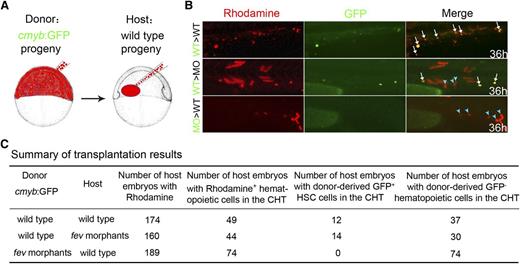 Figure 5. Fev regulation of HSC development is cell autonomous. (A) Transplantation scheme: rhodamine-labeled donor cells at the ventral marginal zone of cmyb:GFP transgenic donor embryos were transplanted into wild-type recipients at the blastula stage. (B) HSC reconstitution in the CHT of recipient embryos at 36 hpf. Green, cmyb:GFP+ cells; red, rhodamine. White arrows, GFP+ HSCs contributed by donor cells; light blue arrowheads, donor-derived GFP− hematopoietic cells. (C) Summary of transplantation results. Note that only host embryos with donor-derived rhodamine+ hematopoietic cells in the CHT were included here.