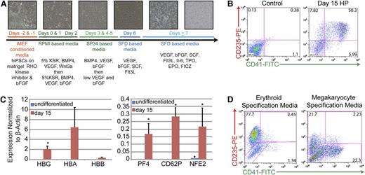Figure 1. The feeder-free, chemically defined production of HPs from iPSCs produces populations of cells that express markers of both the megakaryocyte and erythroid lineages. (A) Differentiation strategy from iPSC to HP stage. Phase-contrast images (10×) of cultures depicting morphologic changes and the production of both an initial adherent layer followed by nonadherent HPs. (B) Representative fluorescence-activated cell sorter (FACS) analysis of day 15 HPs that coexpress CD235 (red cells) and CD41 (megakaryocytes). (C) Quantitative PCR analysis of undifferentiated iPSCs vs day 15 HPs. Relative gene expression was normalized to β-actin. Data are the average of 3 independent experiments ± SD: *P < .05. (D) Representative FACS analysis of day 15 HPs that have been exposed to either erythroid- or megakaryocyte-specific specification media for 5 days.