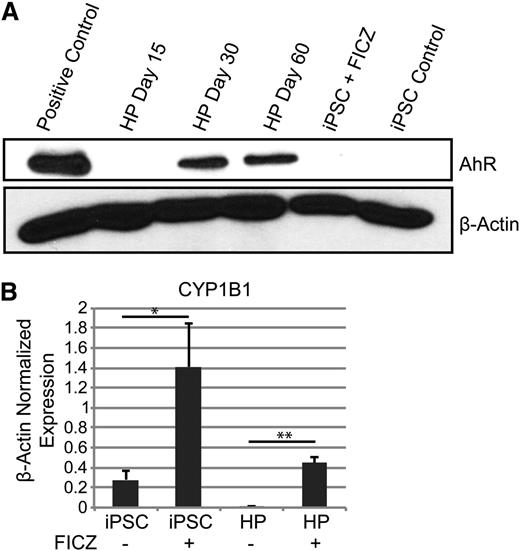 Figure 3. AhR agonists induce CYP1B1 target gene expression in human iPSCs and HPs. (A) Western blot analysis for AhR and β-actin protein expression in iPSCs and HPs. (B) Quantitative PCR data of iPSCs and day 15 HPs with and without 0.2 μm of FICZ for 3 days. Expression is normalized to β-actin levels. Data are the average of 3 independent experiments ± SD: *P < .05, **P < .005 (supplemental Figure 2).