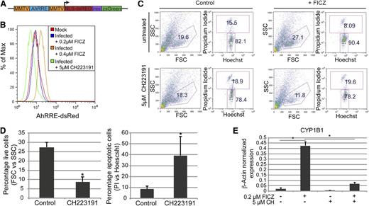 Figure 4. AhR mediates the expansion and specification of HPs. (A) Schematic representation of pHAGE2 lentiviral reporter constructs that contain the mouse mammary tumor virus flanking the dioxin response element (MMTV-AhRRE-MMTV) driving the expression of NLS-dsRed (pHAGE2-MMTV-AhRRE-MMTV-NLS-dsRed-IRES-zsGreen) (B) Representative FACS analysis for AhRRE-dsRED in HPs infected with pHAGE2-MMTV-AhRRE-MMTV-NLS-dsRed-IRES-ZsGreen. Infected cells were untreated or treated with 5 μM of CH223191, or 0.4 μM of FICZ. (C) Representative flow cytometry dot plots of live vs dead cells (PI vs Hoechst) from day 15 HPs ± FICZ and/or CH223191. For these experiments, HPs were pretreated with the known AhR inhibitor CH223191 on day 6 before the addition of FICZ on day 7. (D) Graphical representation of experiments performed in panel C. For the live-cell gate, data are the average of 3 independent experiments ± SD: *P < .005. For the apoptotic cell gate, data are the average of 3 independent experiments ± SD: *P < .04. (E) Expression of CYP1B1 as detected by quantitative PCR of MEPs from panel C, normalized to β-actin. Data are the average of 3 independent experiments ± SD: *P < .005.