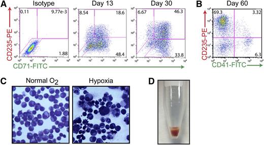 Figure 5. Continuous AhR activation is permissive to erythroid cell maturation. (A) Representative FACS analysis of cells coexpressing 2 hallmark markers of the erythroid lineage: CD71 (transferrin receptor, early) and CD235 (glycophorin a, late) on day 15 and day 30 of specification. (B) Representative FACS analysis of cells coexpressing CD235E and CD41-demonstrating that by day 60, virtually all of the cells are committed to the erythroid lineage. (C) Wright-Giemsa staining of day 30 erythroid-lineage cells pre- and postexposure to hypoxic conditions demonstrating decreased size and condensed chromatin under low oxygen conditions. (D) Hemoglobin-expressing cell pellet of iPSC-derived erythroid-lineage cells.